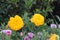 Yellow Anemones Flowers in a Garden