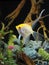 Yellow Angel Fish in an Aquarium