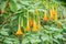 Yellow angel\'s trumpet flowers (Brugmansia suaveolens) on tree.