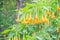 Yellow angel\'s trumpet flowers (Brugmansia suaveolens) on tree.
