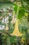 Yellow angel\'s trumpet flowers (Brugmansia suaveolens) on tree.