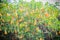 Yellow angel\'s trumpet flowers (Brugmansia suaveolens) on tree.