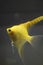 Yellow angelfish