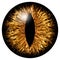 Yellow animal eye iris macro illustration