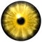 Yellow animal eye with small pupil and black retina. Dark colorful iris around pupil, detail of eye bulb.