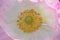 Yellow Anther Flanders Poppy Mandala