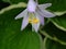 Yellow anther on purple Hosta flower