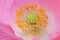 Yellow Anthers on Pink Flanders Poppy Flower 02