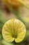 Yellow Anthurium Flower.