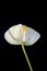 Yellow anthurium flower over black background.