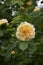 Yellow antique rose