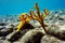 Yellow antlers sponge Axinella polypoides in Mediterranean Sea