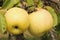 Yellow Antonovka apples on apple tree branch.