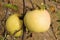 Yellow Antonovka apples on apple tree branch.