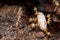 Yellow Ants defending eggs