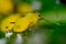 Yellow aphid on a leaf suck the sap of the plant