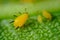 Yellow aphid on a leaf suck the sap of the plant