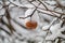 Yellow Apple on a branch under a snow cap. feed for birds in winter. frozen berries in the freezer