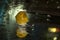 Yellow apple snail in exotic freshwater aquarium