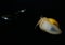 Yellow apple snail in  freshwater aquarium