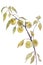 Yellow apples branch watercolor isolated white