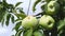 Yellow apples grows on a branch among the green foliage against a blue sky