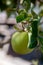 Yellow apples of Jabal Akhdhar, Nizwa, Oman