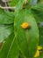 Yellow apricot flowers borer worm.