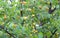 Yellow Apricots on the branches of a tree