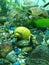 Yellow aquarium snail 3