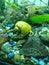 Yellow aquarium snail 4