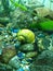 Yellow aquarium snail 5