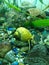 Yellow aquarium snail 7