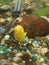 Yellow aquarium snail on the stone