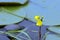 Yellow aquatic and carnivorous plant on blue lake