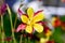 Yellow aquilegia flower in the garden. Beautiful columbine in sunlight