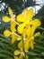 Yellow Aranda Singa Gold orchid