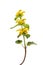 Yellow Archangel