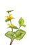 Yellow Archangel