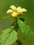 Yellow archangel, artillery plant, or aluminum plant