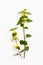 Yellow archangel, artillery plant, or aluminum plant ton a white background