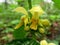 Yellow Archangel (Galeobdolon luteum or Lamium galeobdolon)