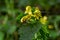 Yellow Archangel, Galeobdolon luteum or Lamium galeobdolon, detail of inflorescence