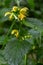 Yellow Archangel, Galeobdolon luteum or Lamium galeobdolon, detail of inflorescence