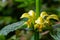 Yellow Archangel, Galeobdolon luteum or Lamium galeobdolon, detail of inflorescence