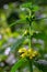 Yellow Archangel, Galeobdolon luteum or Lamium galeobdolon, detail of inflorescence