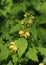 Yellow archangel, lamiastrum galeobdolon