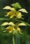 Yellow Archangel - Lamiastrum galeobdolon