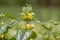 Yellow archangel Lamium galeobdolon, yellow flowers