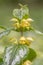 Yellow archangel, Lamium galeobdolon, yellow flowers and buds